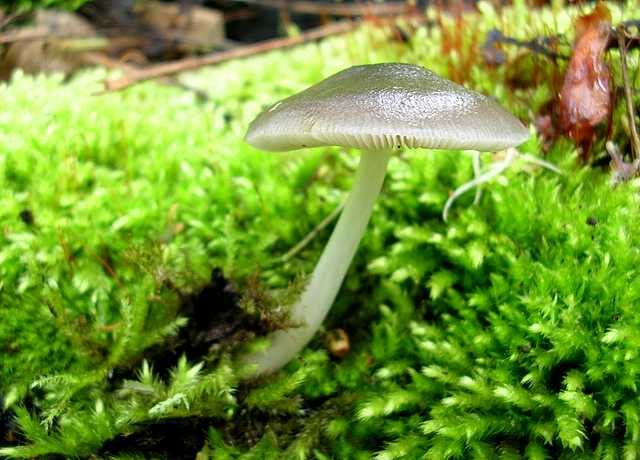 2005 :  Un anno di funghi